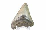Fossil Megalodon Tooth - Georgia #151541-1